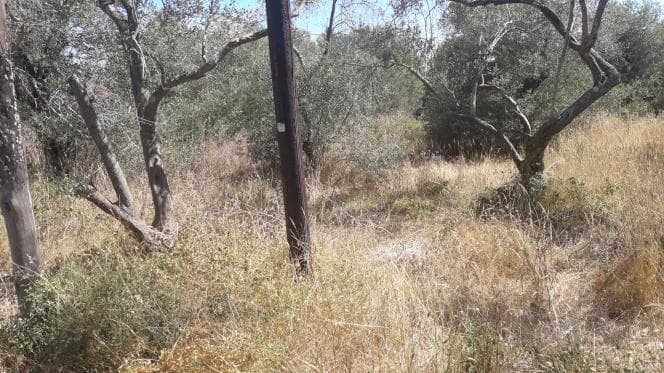 Οικόπεδο στην Βασιλάτικα, Κέρκυρα — Φωτογραφία 4 από 14