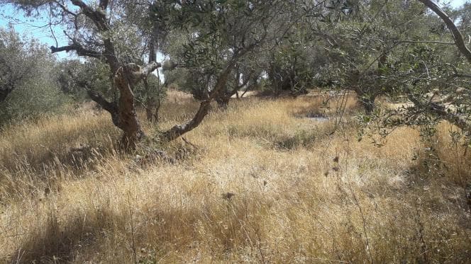 Οικόπεδο στην Βασιλάτικα, Κέρκυρα — Φωτογραφία 8 από 14