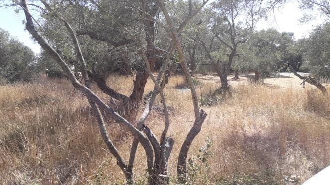 Οικόπεδο στην Βασιλάτικα, Κέρκυρα — Φωτογραφία 6 από 14