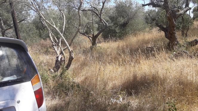 Οικόπεδο στην Βασιλάτικα, Κέρκυρα — Φωτογραφία 14 από 14