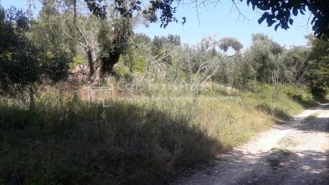 Οικόπεδο στην Παρέλι, Κέρκυρα — Φωτογραφία 10 από 11