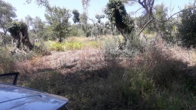 Οικόπεδο στην Παρέλι, Κέρκυρα — Φωτογραφία 11 από 11
