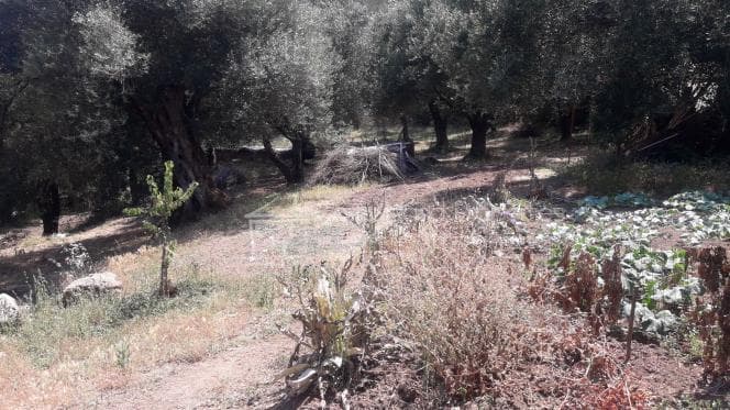 Οικόπεδο στην Παρέλι, Κέρκυρα — Φωτογραφία 7 από 10