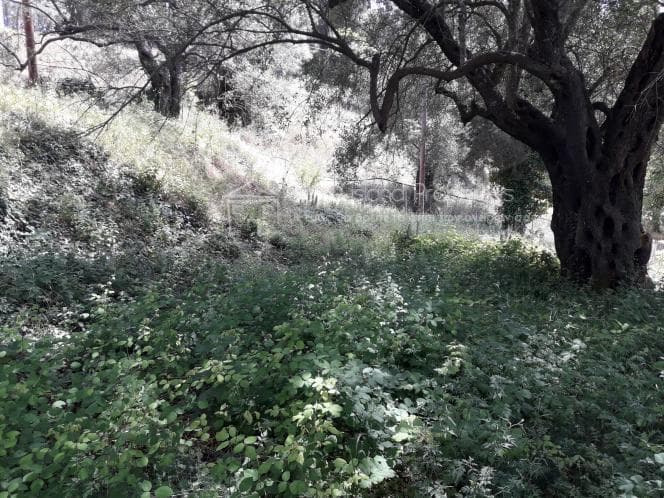 Οικόπεδο στην Αχίλλειο, Κέρκυρα — Φωτογραφία 10 από 17