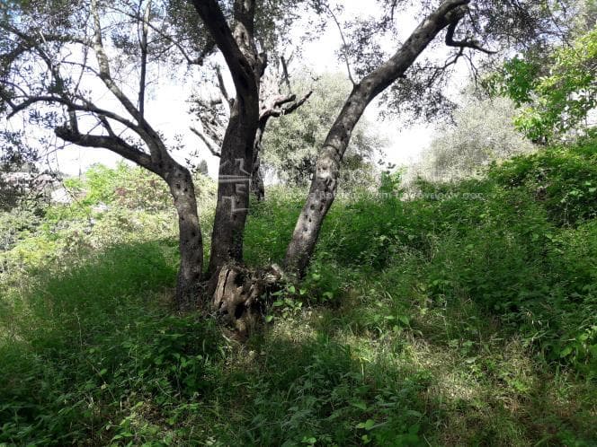 Οικόπεδο στην Αχίλλειο, Κέρκυρα — Φωτογραφία 6 από 17