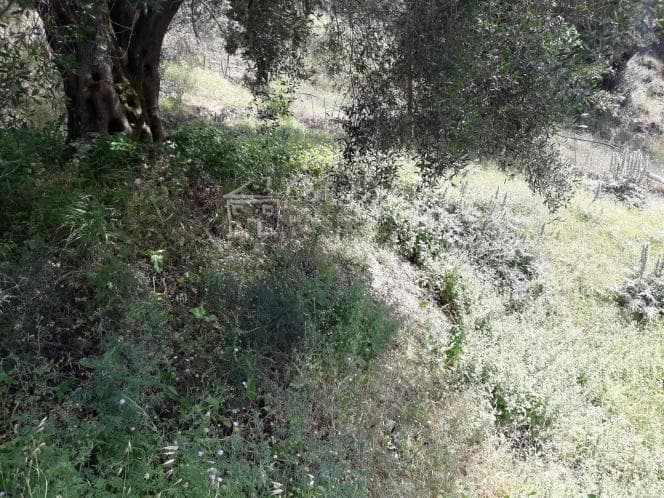 Οικόπεδο στην Αχίλλειο, Κέρκυρα — Φωτογραφία 15 από 17