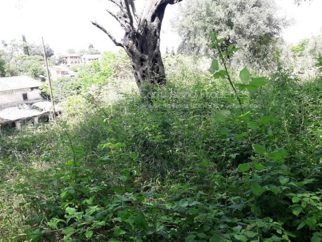 Οικόπεδο στην Αχίλλειο, Κέρκυρα — Φωτογραφία 5 από 17