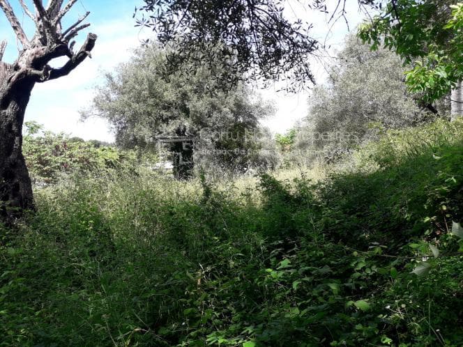 Οικόπεδο στην Αχίλλειο, Κέρκυρα — Φωτογραφία 8 από 17