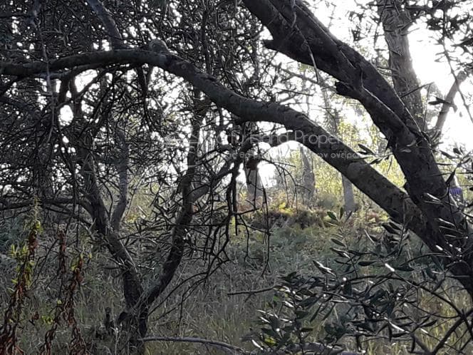 Οικόπεδο στην Μελιτειέοι, Κέρκυρα — Φωτογραφία 27 από 30
