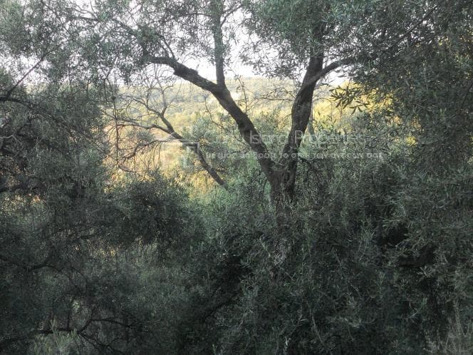 Οικόπεδο στην Κασσιόπη, Κέρκυρα — Φωτογραφία 9 από 9