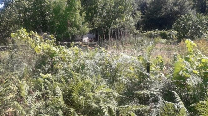 Parcel in Pareli, Corfu — Photo 11 of 11
