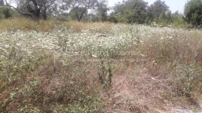 Building Plot in Achilleio, Corfu — Photo 2 of 6
