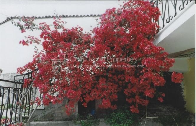 House in Vasilatika, Corfu — Photo 3 of 3