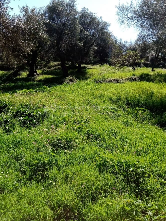 Building Plot in Kassiopi, Corfu — Photo 3 of 23