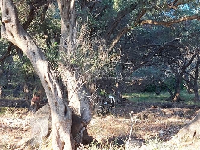 Building Plot in Melitieoi, Corfu — Photo 7 of 9