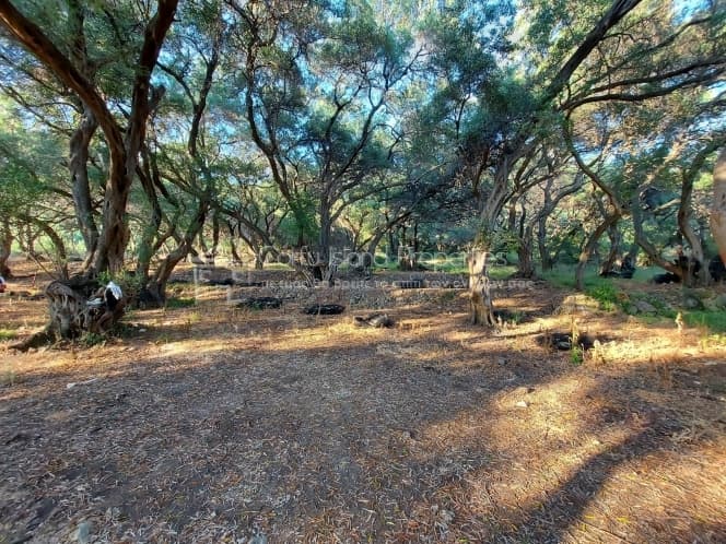 Building Plot in Melitieoi, Corfu — Photo 3 of 9