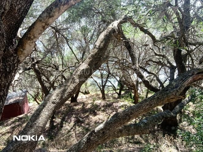 Οικόπεδο στην Αχίλλειο, Κέρκυρα — Φωτογραφία 7 από 13