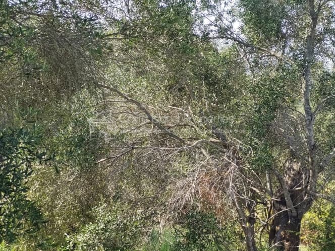 Οικόπεδο στην Μελιτειέοι, Κέρκυρα — Φωτογραφία 14 από 22