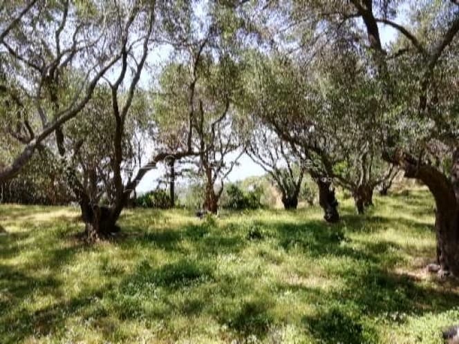 Οικόπεδο στην Μαθράκιο, Κέρκυρα — Φωτογραφία 10 από 10