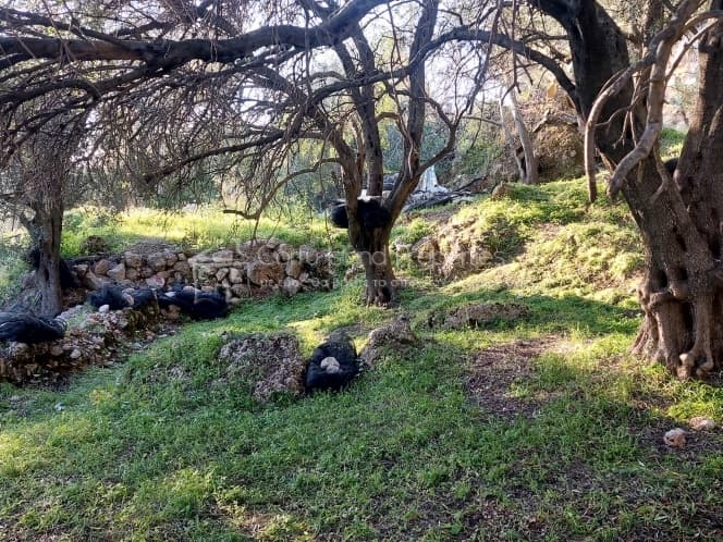 Οικόπεδο στην Μελιτειέοι, Κέρκυρα — Φωτογραφία 12 από 24