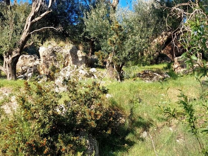 Οικόπεδο στην Μελιτειέοι, Κέρκυρα — Φωτογραφία 8 από 24