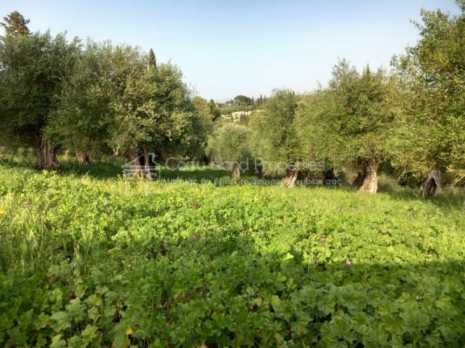 Οικόπεδο στην Παρέλι, Κέρκυρα — Φωτογραφία 3 από 13