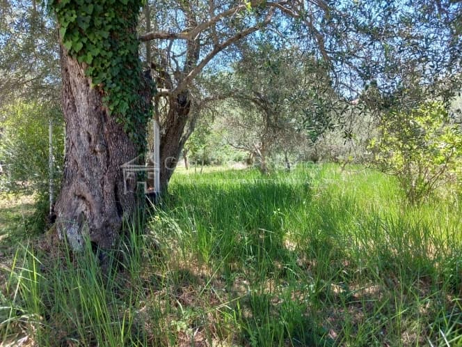 House in Achilleio, Corfu — Photo 18 of 30