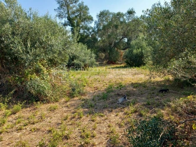 Οικόπεδο στην Αχίλλειο, Κέρκυρα — Φωτογραφία 5 από 13