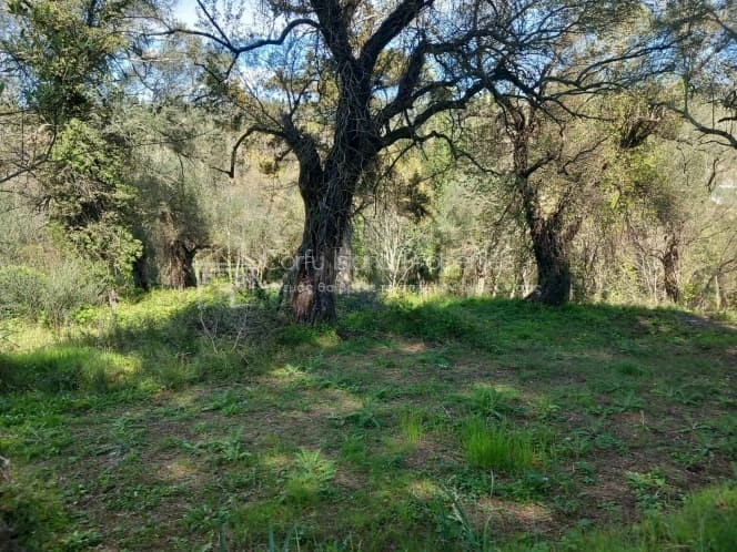 Οικόπεδο στην Παρέλι, Κέρκυρα — Φωτογραφία 2 από 8