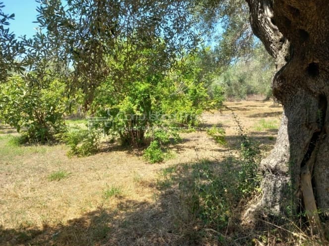 Οικόπεδο στην Βασιλάτικα, Κέρκυρα — Φωτογραφία 8 από 30