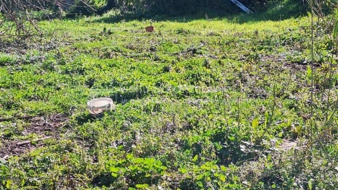 Οικόπεδο στην Αχίλλειο, Κέρκυρα — Φωτογραφία 7 από 12