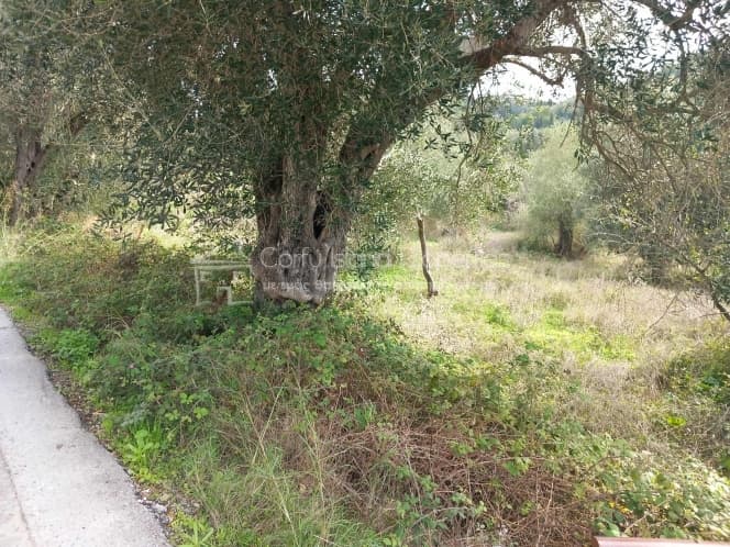 Οικόπεδο στην Παρέλι, Κέρκυρα — Φωτογραφία 6 από 14