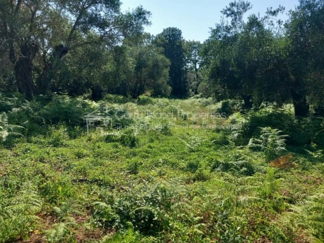 Οικόπεδο στην Κασσιόπη, Κέρκυρα — Φωτογραφία 7 από 16
