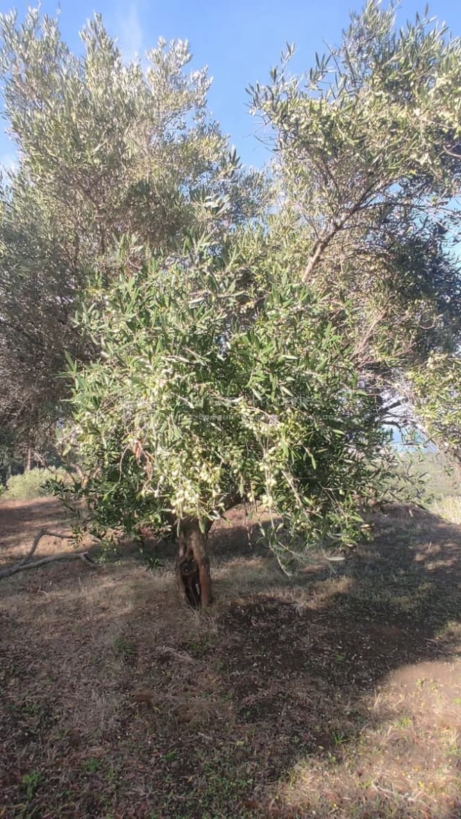 Οικόπεδο στην Άγιος Γεώργιος, Κέρκυρα — Φωτογραφία 9 από 12
