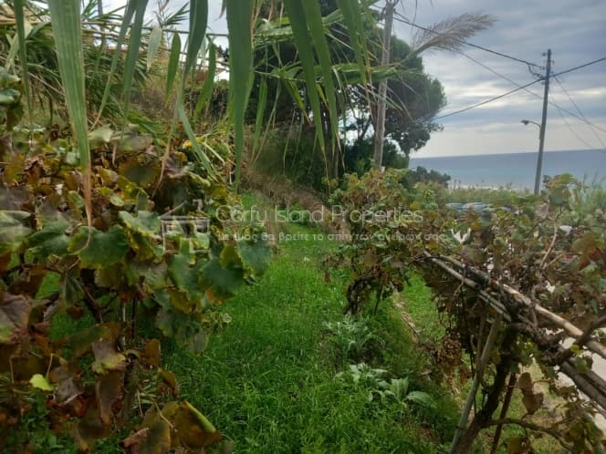 Parcel in Melitieoi, Corfu — Photo 12 of 21