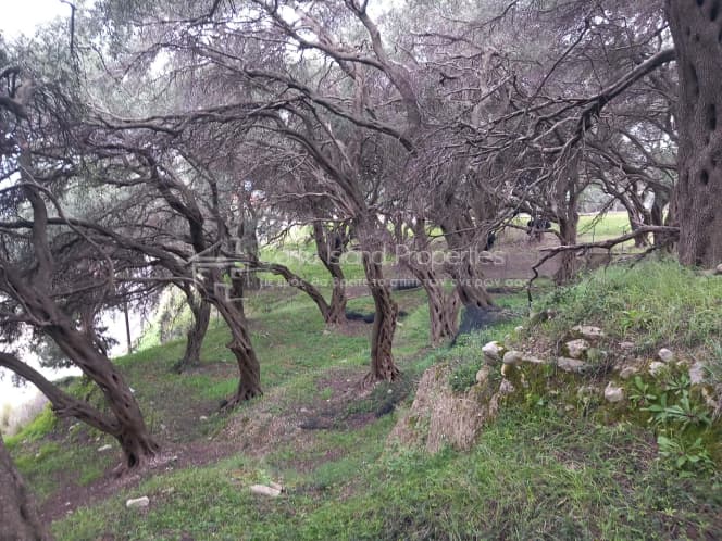 Οικόπεδο στην Αχίλλειο, Κέρκυρα — Φωτογραφία 10 από 18
