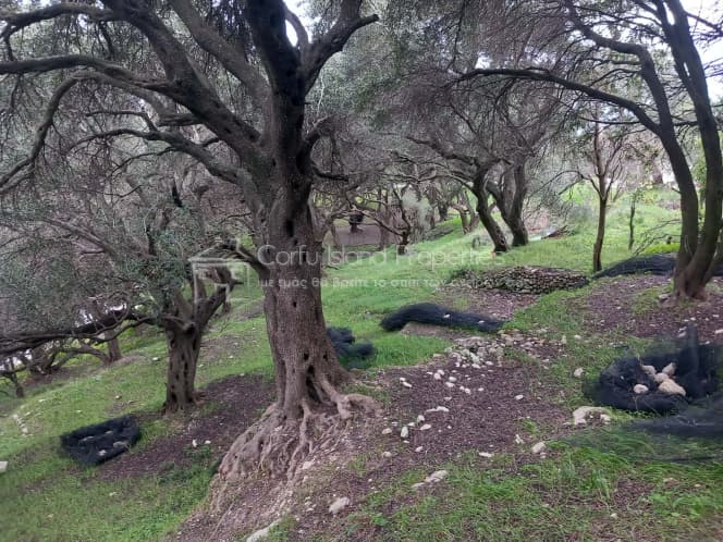 Οικόπεδο στην Αχίλλειο, Κέρκυρα — Φωτογραφία 15 από 18