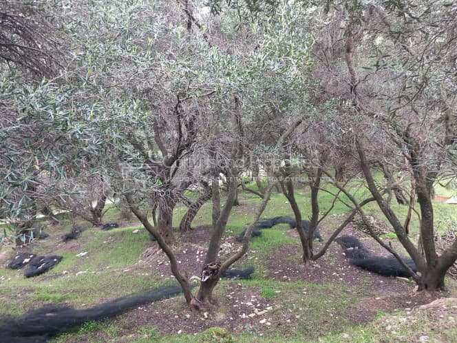 Οικόπεδο στην Αχίλλειο, Κέρκυρα — Φωτογραφία 13 από 18