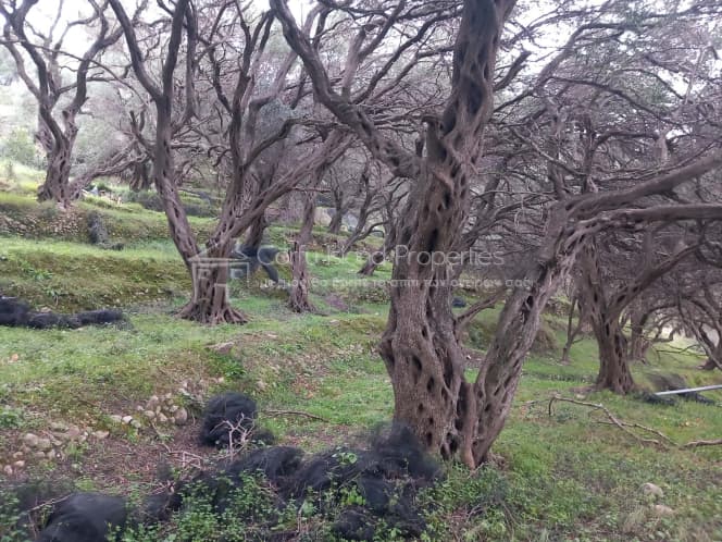 Οικόπεδο στην Αχίλλειο, Κέρκυρα — Φωτογραφία 12 από 18