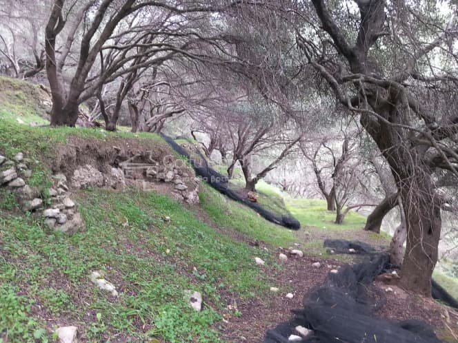 Οικόπεδο στην Αχίλλειο, Κέρκυρα — Φωτογραφία 14 από 18