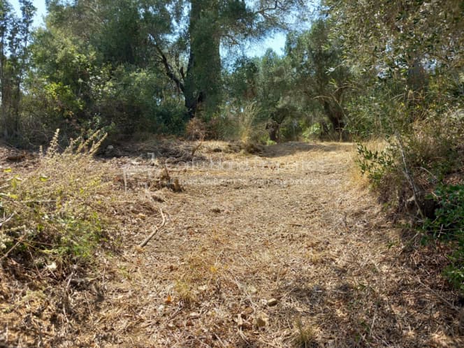 Οικόπεδο στην Αχίλλειο, Κέρκυρα — Φωτογραφία 5 από 10