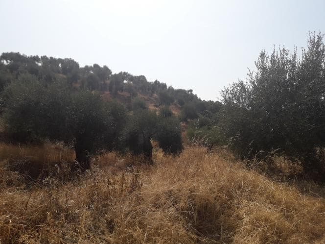 Οικόπεδο στην Κασσιόπη, Κέρκυρα — Φωτογραφία 23 από 28