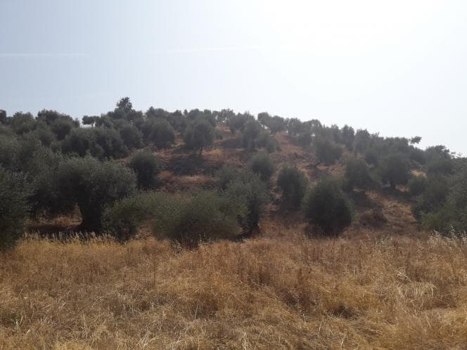 Οικόπεδο στην Κασσιόπη, Κέρκυρα — Φωτογραφία 12 από 28