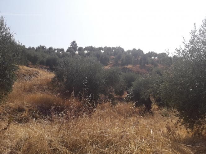 Οικόπεδο στην Κασσιόπη, Κέρκυρα — Φωτογραφία 19 από 28