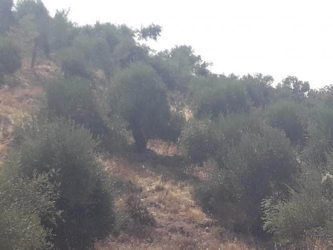 Οικόπεδο στην Κασσιόπη, Κέρκυρα — Φωτογραφία 10 από 28