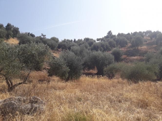Οικόπεδο στην Κασσιόπη, Κέρκυρα — Φωτογραφία 13 από 28