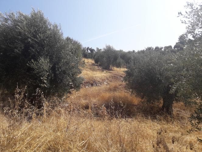 Οικόπεδο στην Κασσιόπη, Κέρκυρα — Φωτογραφία 16 από 28