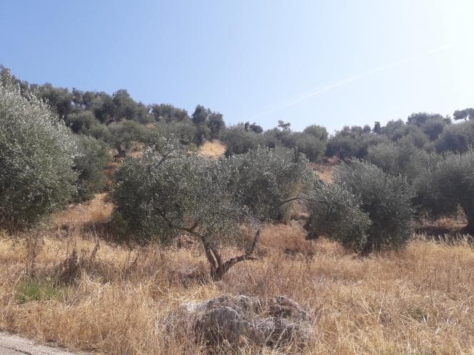 Οικόπεδο στην Κασσιόπη, Κέρκυρα — Φωτογραφία 8 από 28