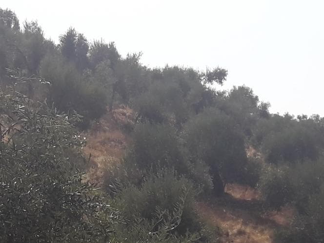 Οικόπεδο στην Κασσιόπη, Κέρκυρα — Φωτογραφία 9 από 28
