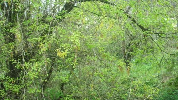 Building Plot in Othonoi, Corfu — Photo 5 of 5